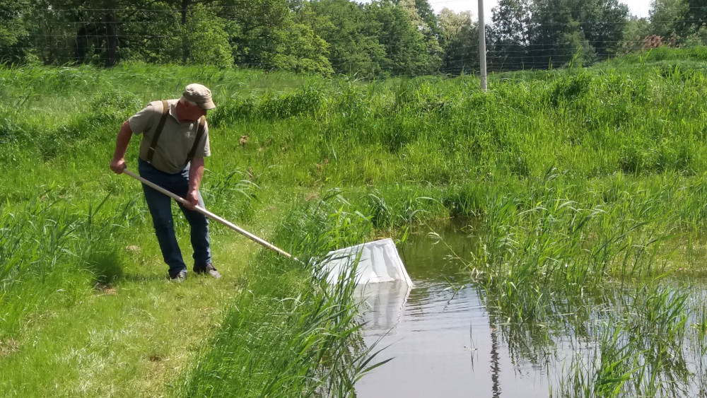 Nach dem Schlupf wird die schwimmfähige Karpfenbrut schonend abgefischt Nach dem Schlupf wird die schwimmfähige Karpfenbrut schonend abgefischt