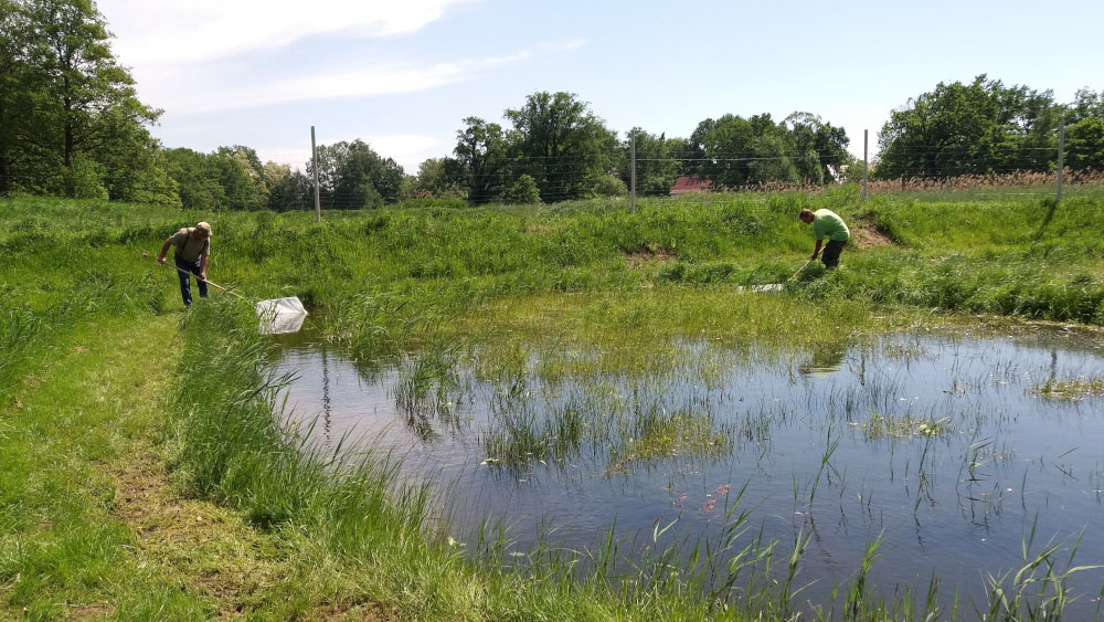 Brutabfischen Brutabfischen