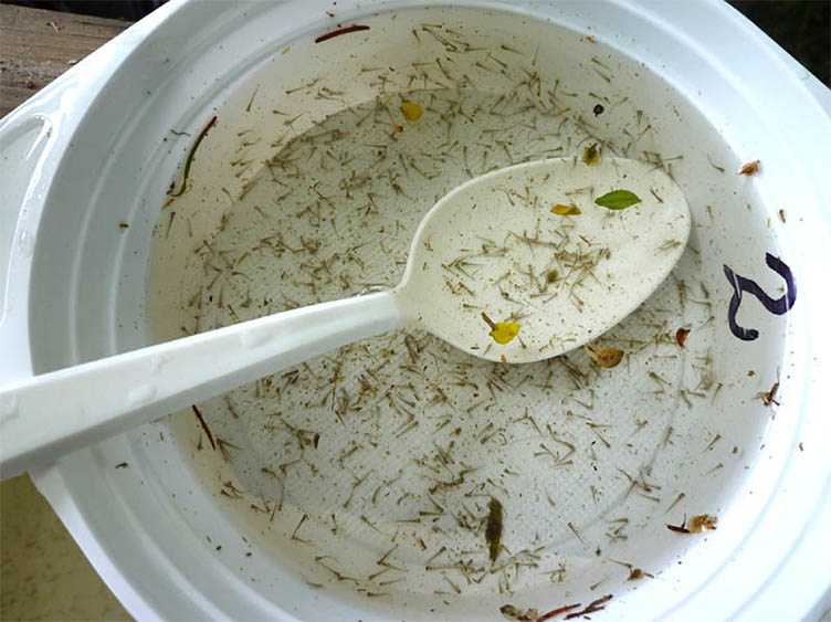 Zählprobe der schwimmfähigen Karpfenbrut Zählprobe der schwimmfähigen Karpfenbrut