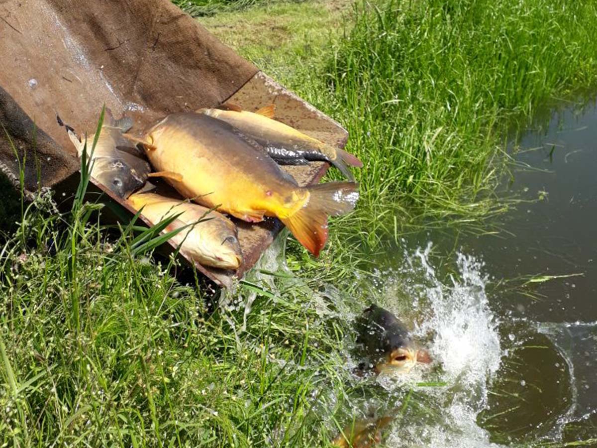 Karpfen für die Brut Karpfen für die Brut