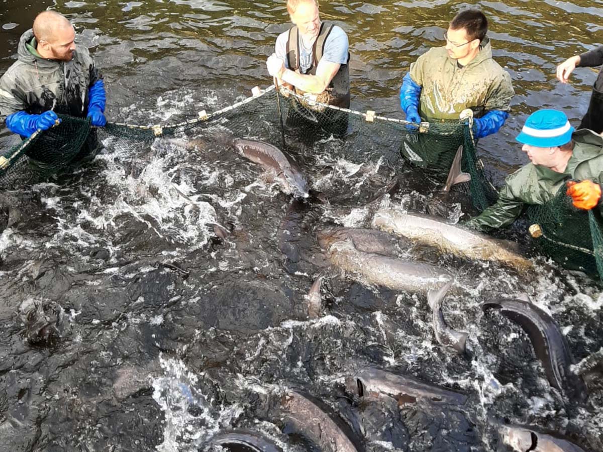 Abfischen mittels Zugnetz Abfischen mittels Zugnetz