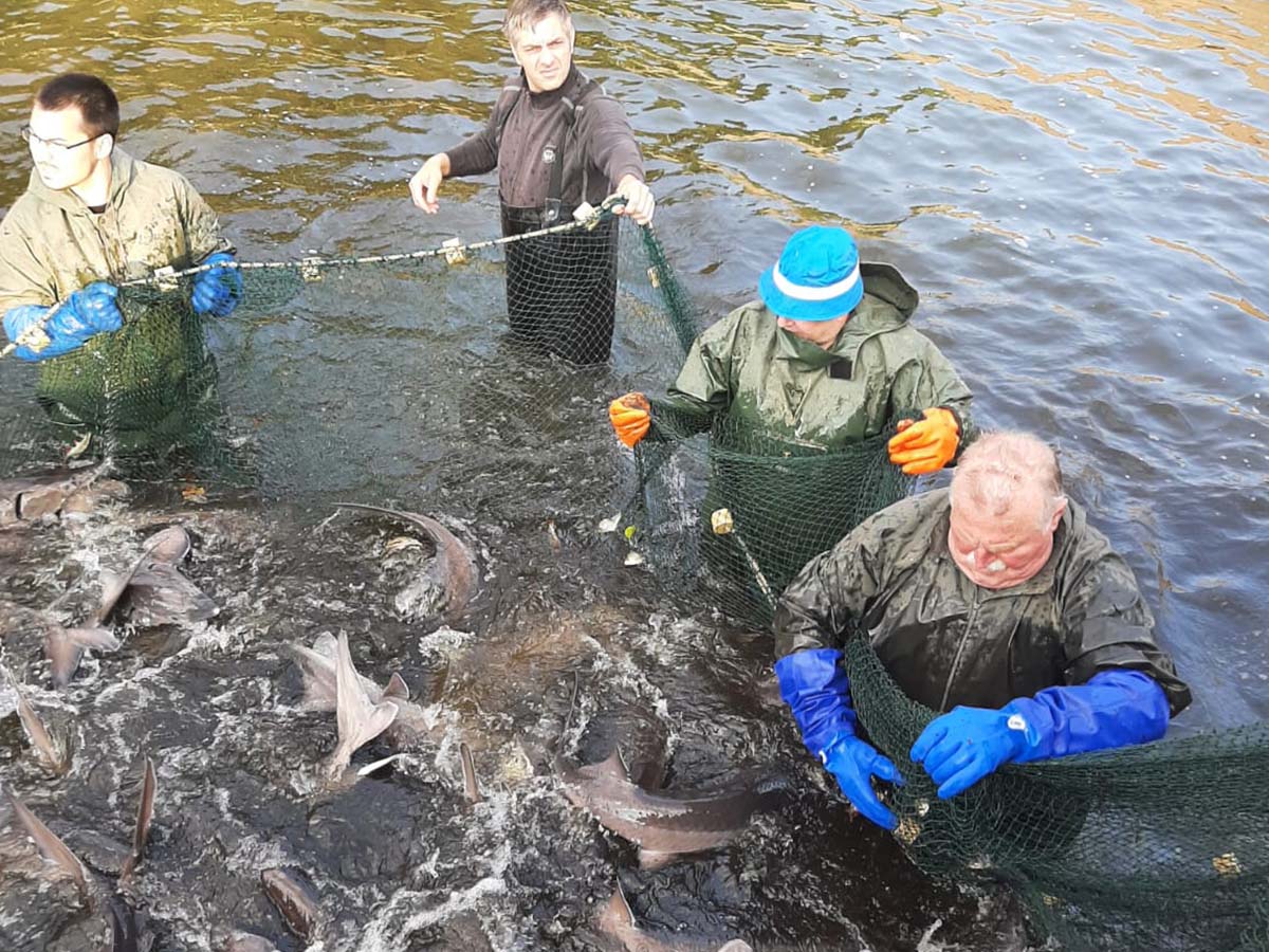 Abfischen mittels Zugnetz Abfischen mittels Zugnetz